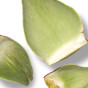 Artichoke Leaf