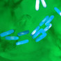 Bifidobacterium longum (BL03 AF)